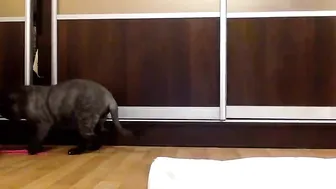 Miuri_Mi girl's insatiable pussy