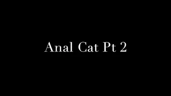 domino anal cat pt 2 720p