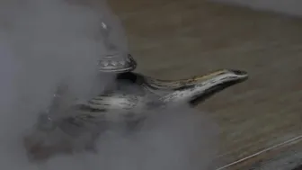 reyareign genie grants jasmines wish 20p