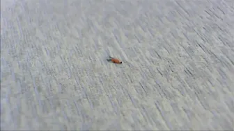 Sandra Latina_The Tiny Neighbors