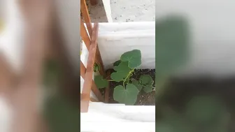 Eva Notty onlyfans my thumbs are green!! 2019-08-01