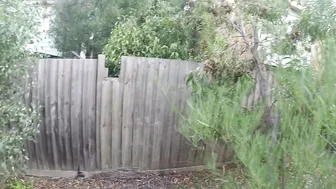 Lacey Diamond 29 November 2020