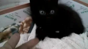 Gina Gerson onlyfans 01 10 2017 1014604