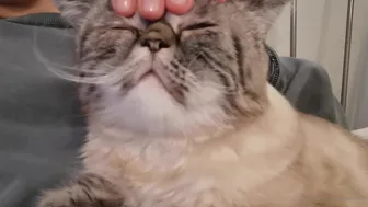 Yummy Yum Yum Flirty mouse jumps on a sex toy