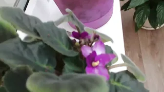 magicshine  sexy in for free videochat