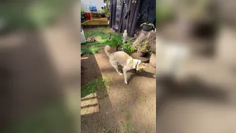 graciegreyyxo  onlyfans Big breasted dance dances naked