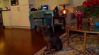 tattgoddess 07.11.2018 0039_myfreecams PPV video