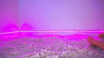 eevie_moon  sex chat record 2017 23 of November