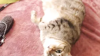 giselleb  so wet and hot pussy hole